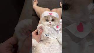 Cats Are Guardian Angels in Disguise 🪽