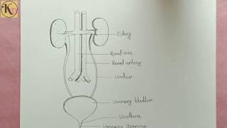 How to draw Human Excretory system easily - step by step