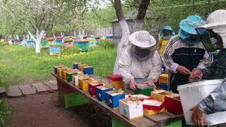 Нуклеусы-заселение пчел и маток...Пчелопакеты, пчеломатки: карника, бакфаст. т. 89603022455