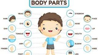 BODY PARTS NAME |part of body |BODY PARTS IN ENGLISH |BODY PARTS FOR KIDS WITH SPELLING