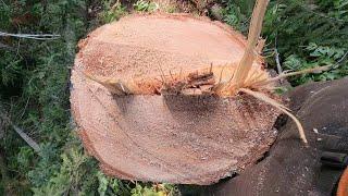 Dutchman Explanation - Felling