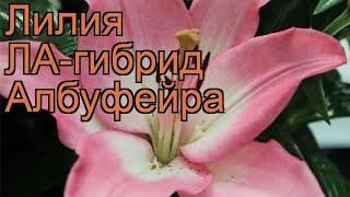 Лилия ла-гибрид Албуфейра (lilium albuferia)  Албуфейра обзор: как сажать, луковицы лилии Албуфейра