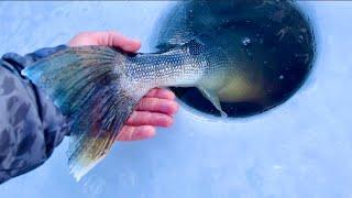 Ice Fishing for BIG Walleye (Sketchy Ice)