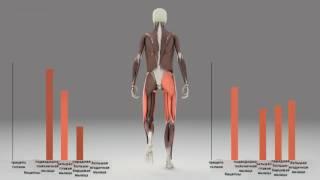 Работа мышц ног во время ходьбы