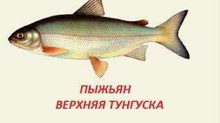 РУССКАЯ РЫБАЛКА 3 99 ЛОВИМ ПЫЖЬЯНА НА ВЕРХНЕЙ ТУНГУСКЕ