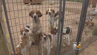 Fox Hound Hunting Club Under Attack By Neighbors