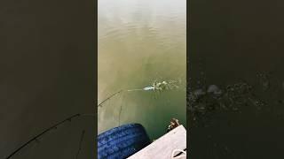 Whopper Plopper 130 #topwater #whopperplopper