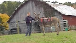 Donkey Driving Training Series, First Time Dragging Objects