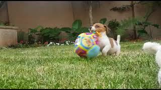 Jack russell puppy loves his ball toy