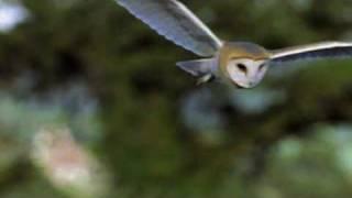 An Introduction to the Barn Owl