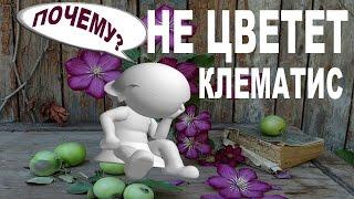 НЕ ЦВЕТЕТ КЛЕМАТИС?  – 10 ответов от Нины Петруша и канала КЛЕМАТИС TV