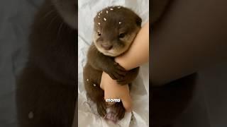 Otter  #animallife #cuteanimal #wildlife #cute #pets