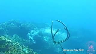 Spearfishing Adventure: Virac Catanduanes : Compilation of some shots fired:SilentHunter Bogoi #SB69