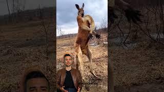 Muscular Kangaroo