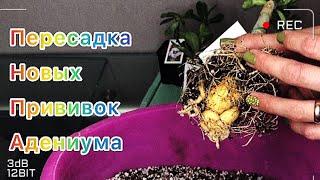 Адениум. Пересадка вновь прибывших прививок