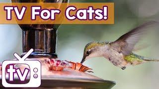 Cat TV - The BEST Calming Videos for Cats, Music and Birds in HD - Relaxing Music and Nature Footage