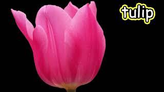 Flower CVI Video (from Keynote)