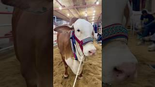 Epic Fail  #cow #qurbani2025 #eid #bakra #animals #camel #bakraeid #eiduladha