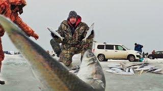 День КОГДА ПРИШЛА РЫБА! Рыбалка зимой на САМОДУР с бородой.