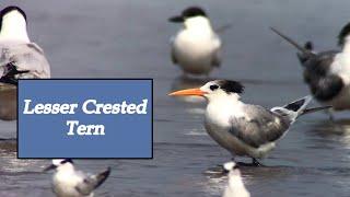 Lesser Crested Tern in mixed flock | Waders at Akshi Beach | 