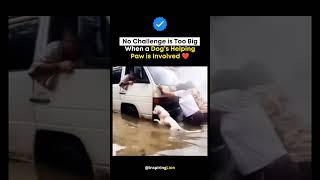The dog joins in, proving that helping others isn’t about strength, but about heart ️