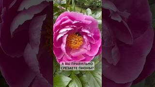 А ВЫ ПРАВИЛЬНО СРЕЗАЕТЕ ПИОНЫ?  #пион #пионы #цветник #цветы #загородныйдом #дача