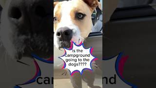  Camping dogs!   #oldiesontheroad #rvlife #camphostlife #campingdog #fulltimervlife