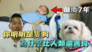 主人癱瘓7年，狗狗卻不離不棄，訓犬師：它比人類還偉大