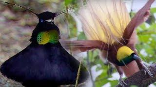 Bird Of Paradise Courtship Spectacle | Planet Earth | BBC Earth