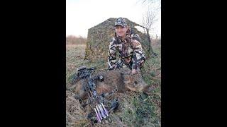 Archery Wild Hogs