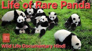 Life of Rare Panda E1 | Wildlife Documentary Hindi  | Animal Documentary Hindi