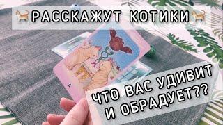 Что вас УДИВИТ и ОБРАДУЕТ? Расскажут котики=) ОНЛАЙН РАСКЛАД ТАРО