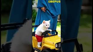 CUTE LITTLE CAT FALLS OUT OF TOY CAR #cutelittlecat #toycar #a #animation #ai #feedshorts