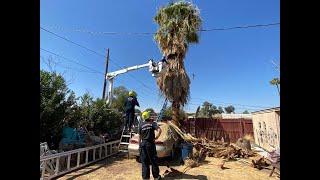 Tree trimmer killed while working on palm tree