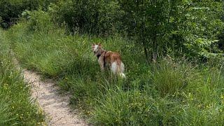 follow a silken windhound and a borzoi through a dog park