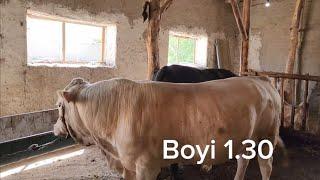 6 buqa obzori. 10 oydan so'ng. #bull #buqalar #gibrid #Angus #buqa #gereford #mol