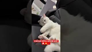 Kediler rüya görür mü?  Yanıt şaşırtacak!