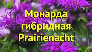 Монарда гибридная Прайринахт. Краткий обзор, описание характеристик мonarda hybr. Prairienacht