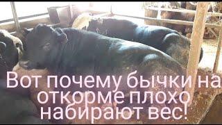 Быки на откорме плохо набирают вес, главная причина. fattening bulls.