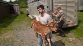 Why is this COW heading to Hope For Wildlife?  | Hope For Wildlife: The Webisodes