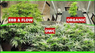 Organic VS Hydroponic- Island Sweet Skunk #MarsHydro