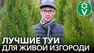 КАК СОЗДАТЬ ИДЕАЛЬНУЮ ЖИВУЮ ИЗГОРОДЬ ИЗ ТУЙ? Лучшие сорта туй, особенности посадки и ухода