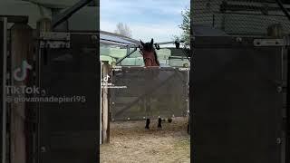 Horse Walker Fail ‍️