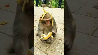 patali kamariya bole hay hay comedy video #shorts #monkeyfunny