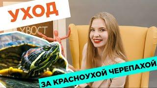 Уход за красноухой черепахой