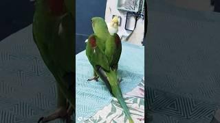 OMG Talking Parrot#pets #birds #lovebirds #cute #parrot #shortsfeed #shorts #funny l #vlog #nature