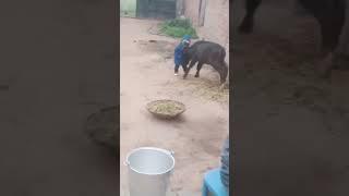 dillu Bhai official #jaipur #shortvideo #video