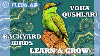 Voha qushlari nomlari. Names of Backyard Birds. Learn&Grow with ©FLEDU.UZ