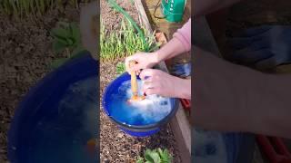 Первая Обработка Клубники от Вредителей. #сад #дача #садоводничество #огород #клубника #обработка