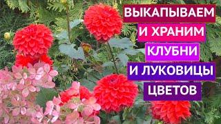 КОГДА ВЫКОПАТЬ И  КАК СОХРАНИТЬ ЗИМОЙ  КАЛЛЫ, КАННЫ, БЕГОНИИ, ГЛАДИОЛУСЫ И ГЕОРГИНЫ!